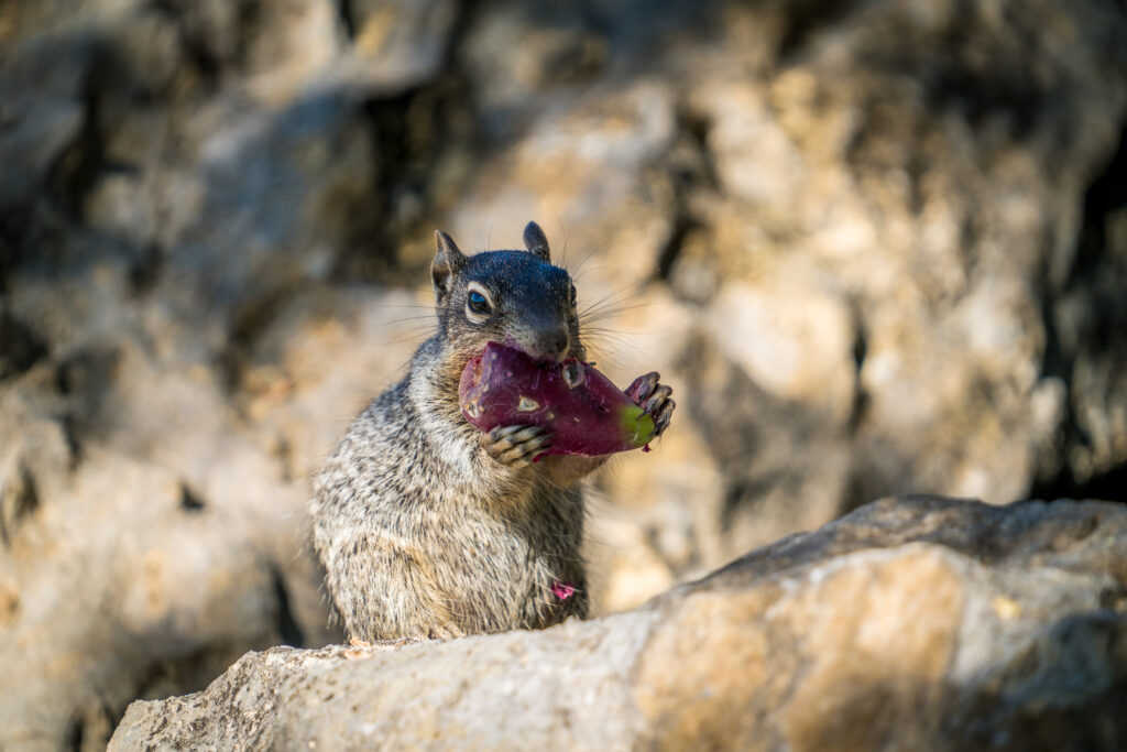 Wildlife